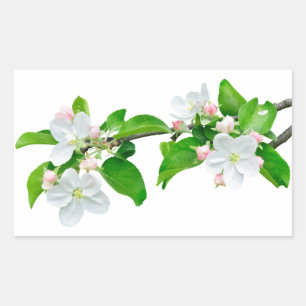 Sticker Rectangulaire Branche de pommier en floraison