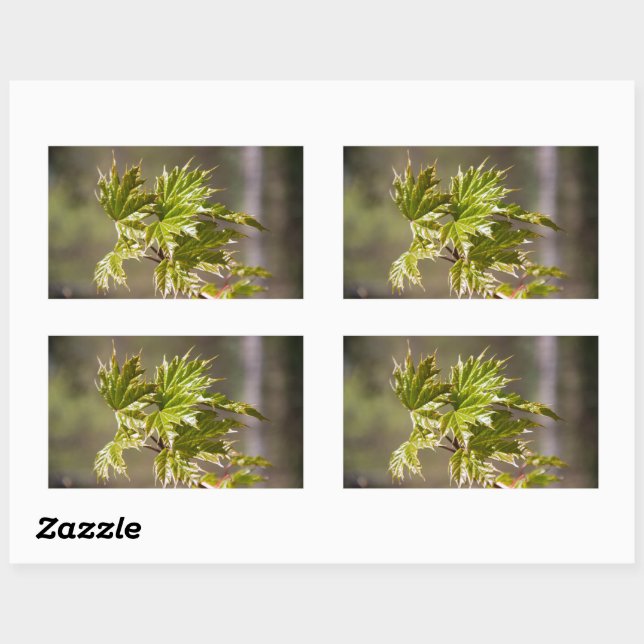 Sticker Rectangulaire Branche d'érable vert mignon avec petits feuilles (Feuille)