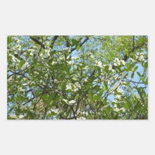Sticker Rectangulaire Branche of Dogwood Blossoms Spring Trees