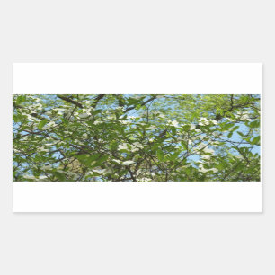 Sticker Rectangulaire Branche of Dogwood Blossoms Spring Trees