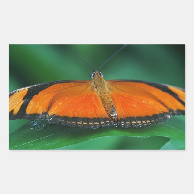 Sticker Rectangulaire Bright Orange and Black Butterfly on Leaf (Devant)