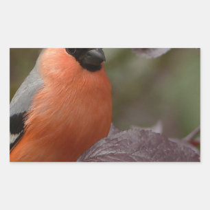 Sticker Rectangulaire Bull Finch