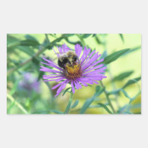 Bumblebee sur Purple Daisy