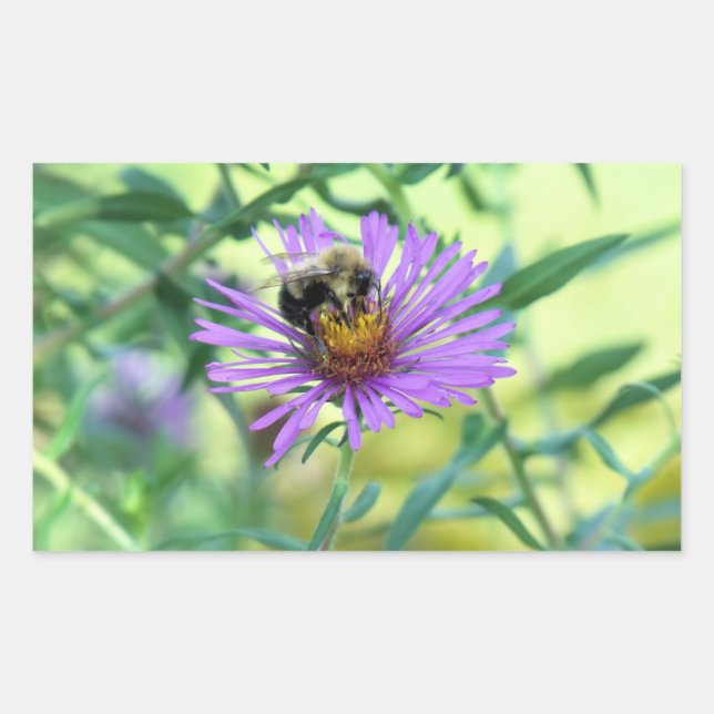 Sticker Rectangulaire Bumblebee sur Purple Daisy (Devant)