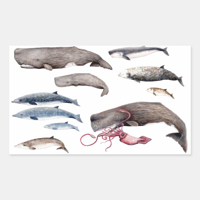 Sticker Rectangulaire Cachalot et zifios : Baleines des profondeurs (Devant)