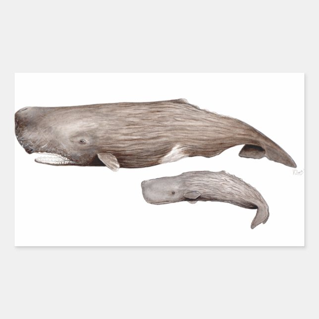 Sticker Rectangulaire Cachalot, mère et élevage (Devant)