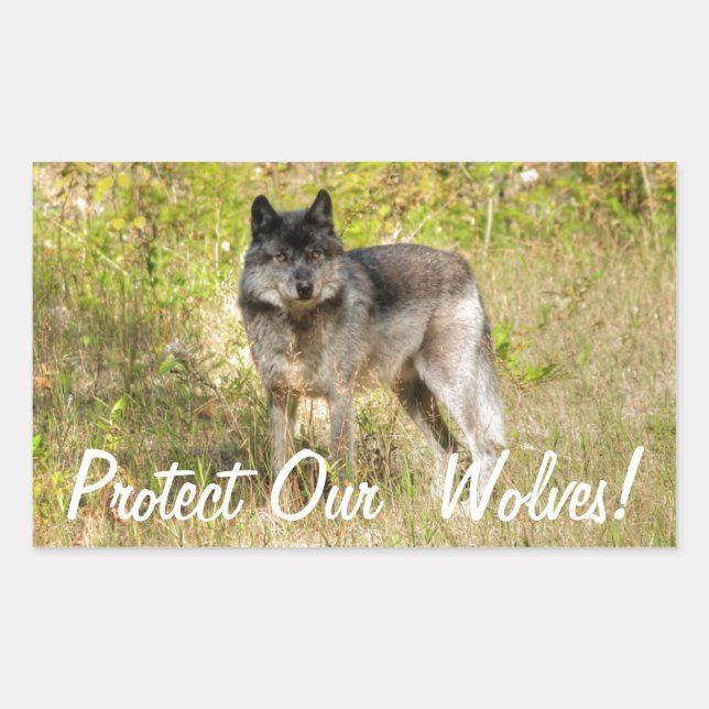 Sticker Rectangulaire Cadeau photo Gray Wolf & Wilderness (Devant)