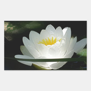 Sticker Rectangulaire Cadeaux de fleurs Lotus