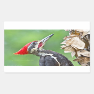 Sticker Rectangulaire Cadeaux de vêtements de profil de Pic épeiche juvé