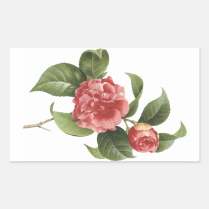 Sticker Rectangulaire camélia commune (Camellia japonica) par Redouté