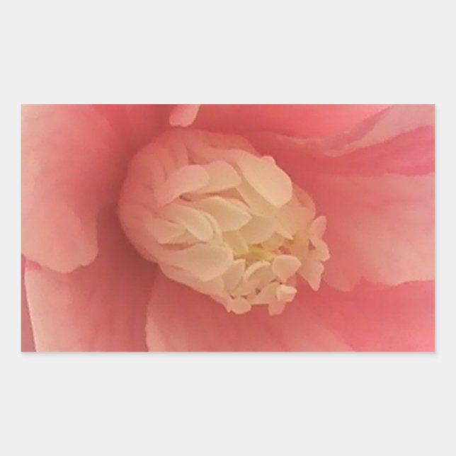 Sticker Rectangulaire Camellia rose (Devant)