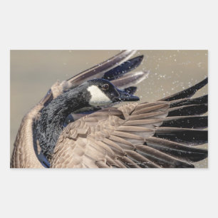 Sticker Rectangulaire Canada Goose