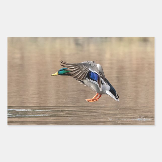 Sticker Rectangulaire Canard Mallard en vol (Devant)