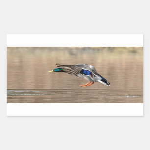 Sticker Rectangulaire Canard Mallard en vol
