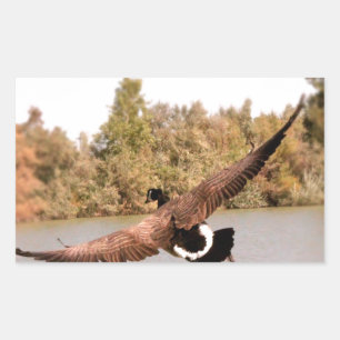 Sticker Rectangulaire canard volant au-dessus de l'eau photo