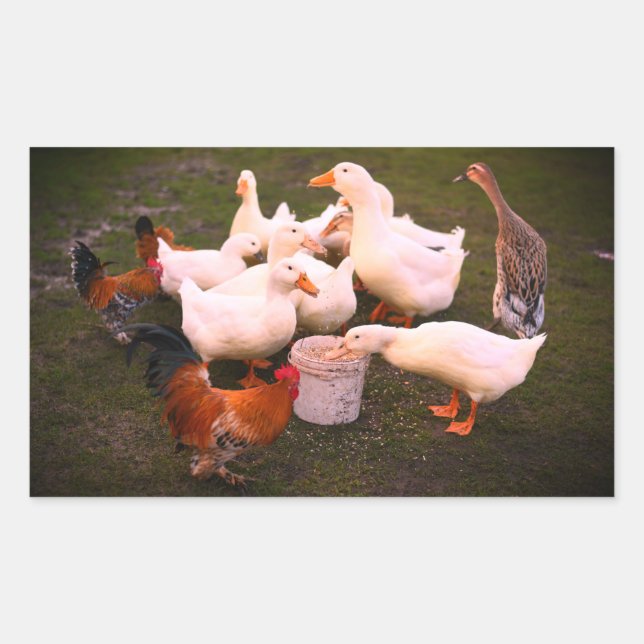 Sticker Rectangulaire Canards et poulets mangent amusants (Devant)