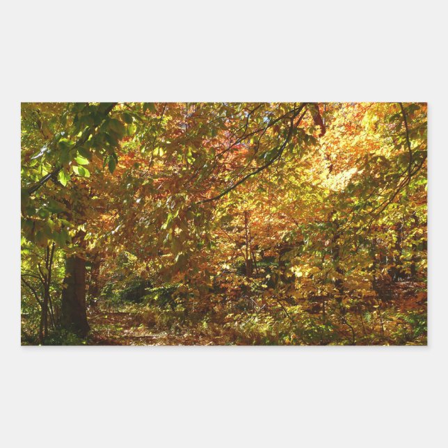 Sticker Rectangulaire Canopée des Feuilles d'automne II Photographie d'a (Devant)