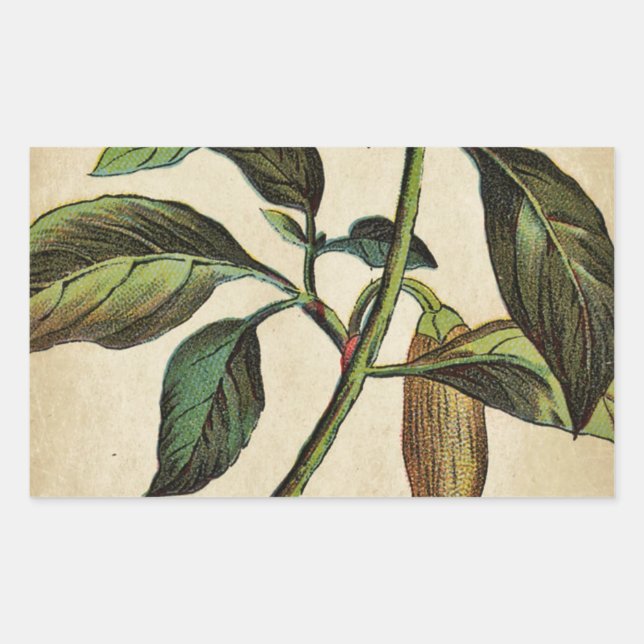 Sticker Rectangulaire Capsicum Annuum Bell Pepper (Devant)