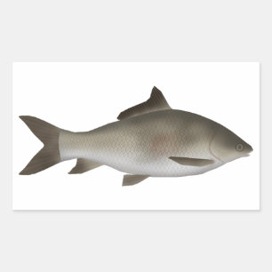 Sticker Rectangulaire Carpe de la péninsule à lèvres frisées