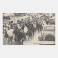 Carte postale Chincoteague Pony Vintage 1941