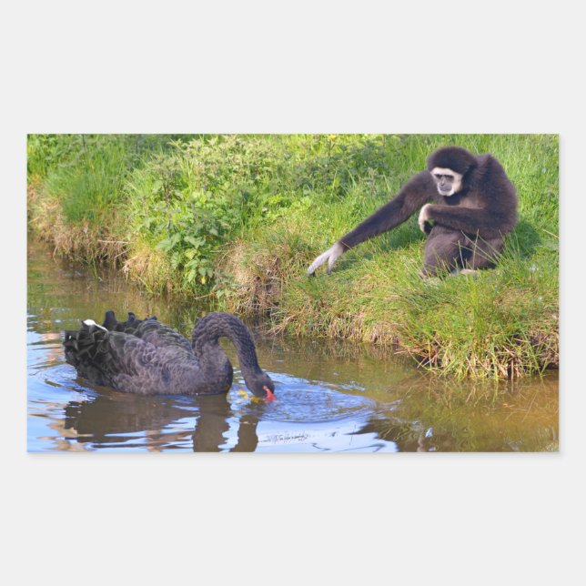 Sticker Rectangulaire Carte postale gibbon à main blanche et cygne noir (Devant)