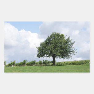 Sticker Rectangulaire Cerisier En Été