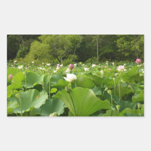 Sticker Rectangulaire Champ de fleurs de Lotus Jardin d'été