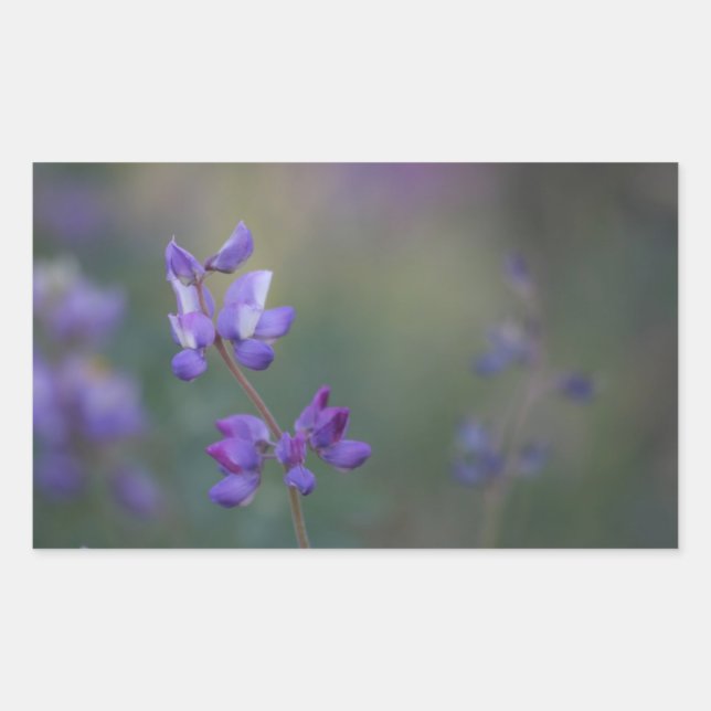 Sticker Rectangulaire Champ de Lupine (Devant)