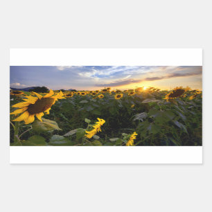 Sticker Rectangulaire Champ des tournesols de floraison
