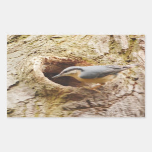 Sticker Rectangulaire Chariot de trous de nuthatch et de pic