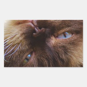 Sticker Rectangulaire chat animal mignon purin yeux maigre visage macro