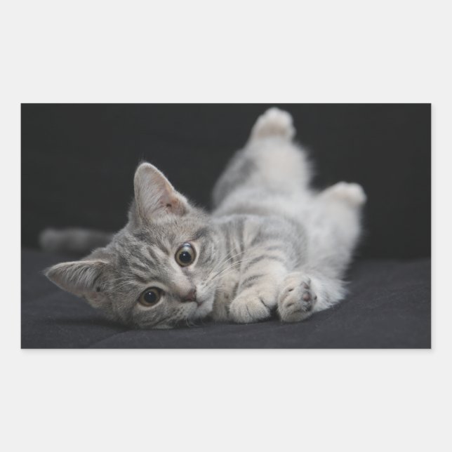 Sticker Rectangulaire Chat gris mignon (Devant)
