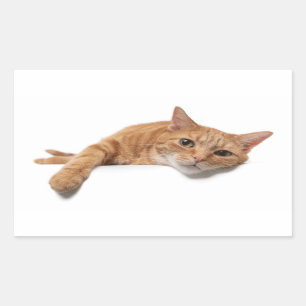 Sticker Rectangulaire Chat Orange Posé En Bas