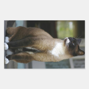 Sticker Rectangulaire Chat siamois sur le porche