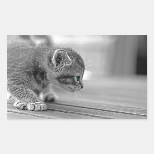 Sticker Rectangulaire Chaton de acroupissement (Devant)