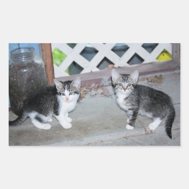 Sticker Rectangulaire Chatons (Devant)