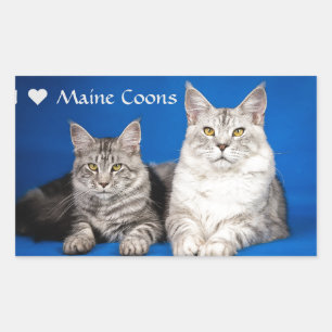 Sticker Rectangulaire Chats Maine Coons