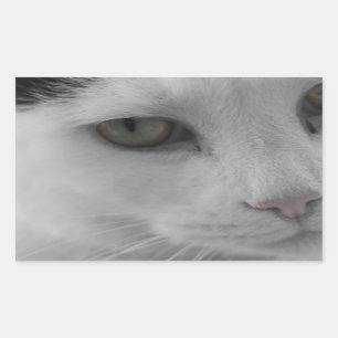 Sticker Rectangulaire Chats noirs et blancs