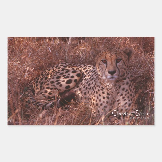 Sticker Rectangulaire Cheetah Stare (Devant)