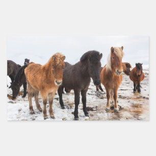 Sticker Rectangulaire Cheval islandais en hiver en Islande