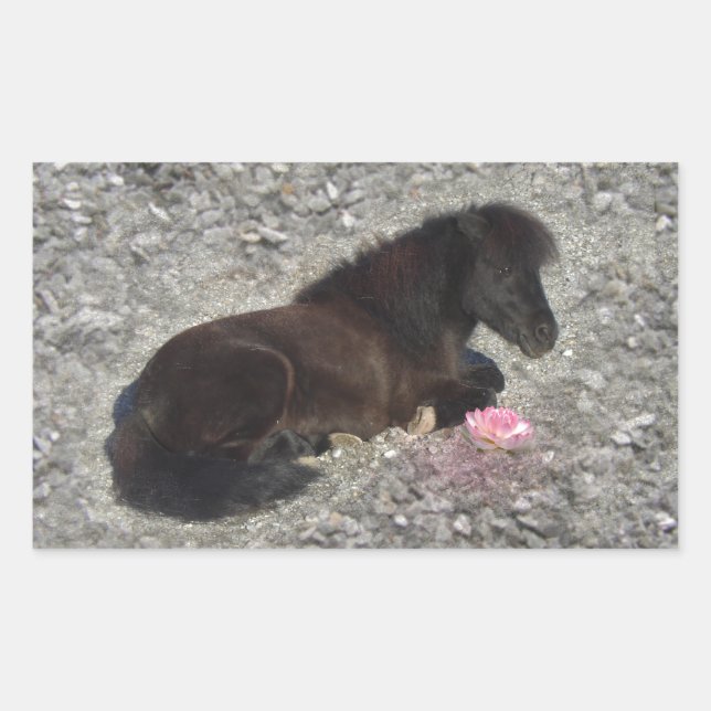 Sticker Rectangulaire cheval poney shetty animal minicheval (Devant)