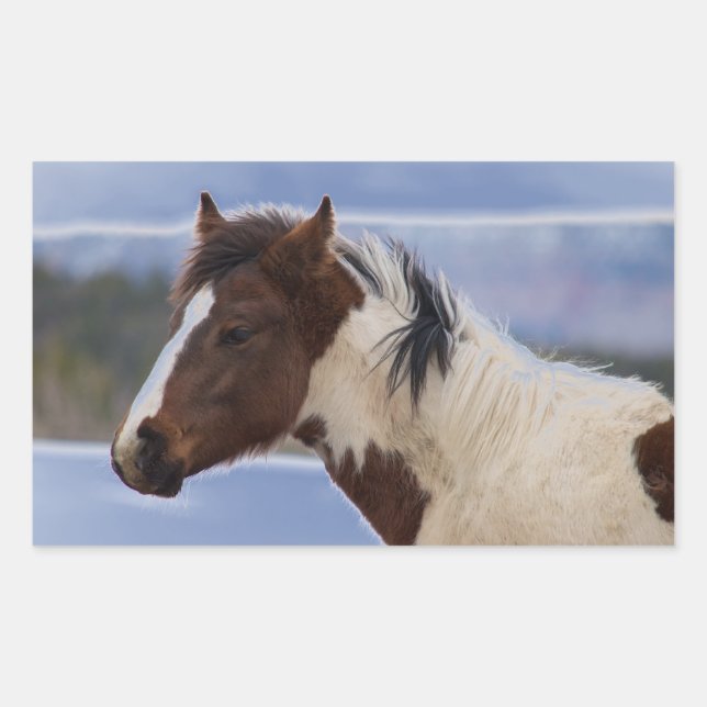 Sticker Rectangulaire Cheval Tri Coloré (Devant)
