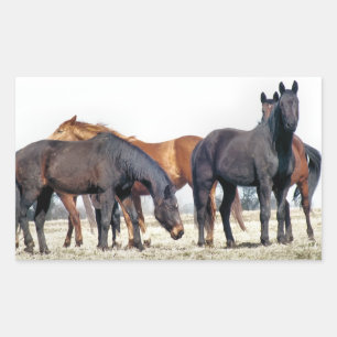 STICKER RECTANGULAIRE CHEVAUX