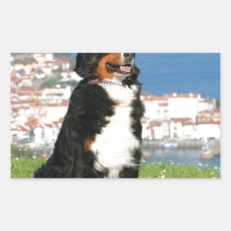 Sticker Rectangulaire Chien à bestiaux bernois posant sur la plage