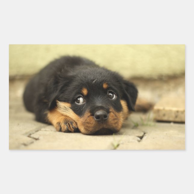Sticker Rectangulaire Chien à chiot (Devant)