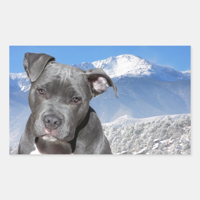 Sticker Rectangulaire Chien chiot américain Pitbull Terrier (Devant)
