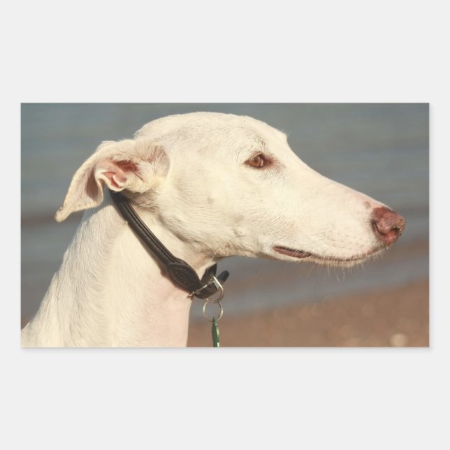 Sticker Rectangulaire Chien de Galgo (Devant)