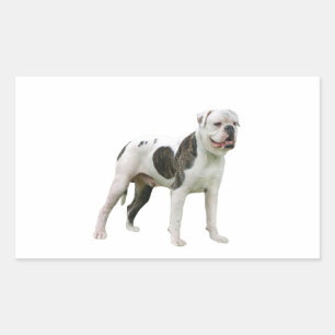 Sticker Rectangulaire Chien-taureau américain - Brown-blanc