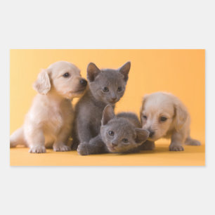 Sticker Rectangulaire Chiens bleu russe et Chiens de poche