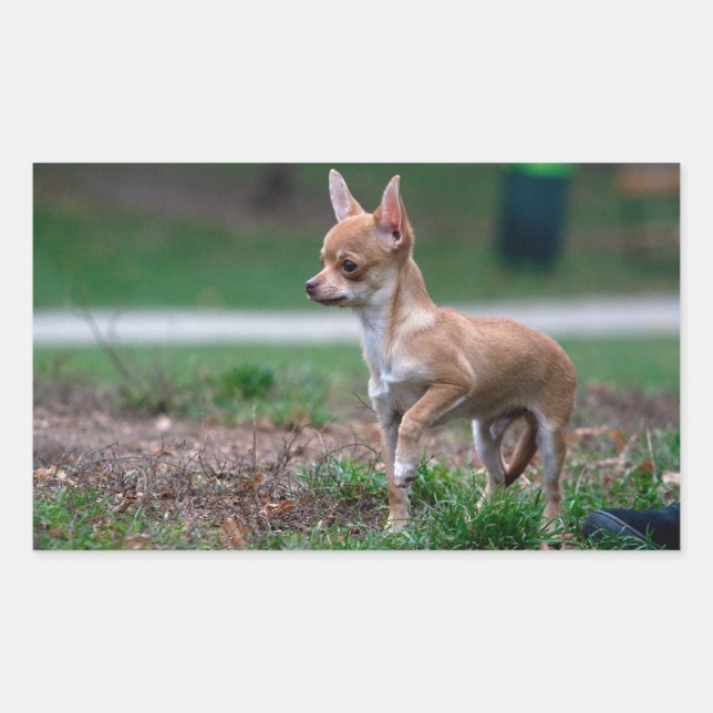 Sticker Rectangulaire Chihuahua Puppy (Devant)